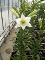 [1717 WhiteTower No02.JPG]